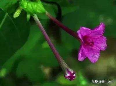 花语大全100种花图片,100种花的花语太全了