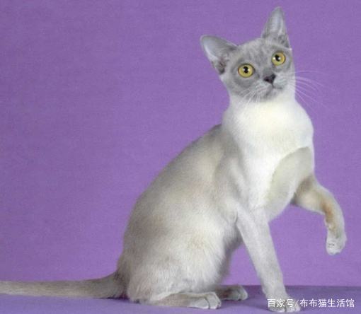 世界45种名犬图片大型犬,世界100种猫图片