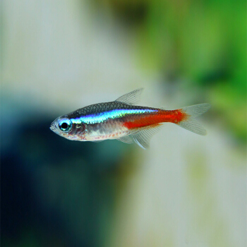 养观赏鱼小知识大全,养观赏鱼知识大全