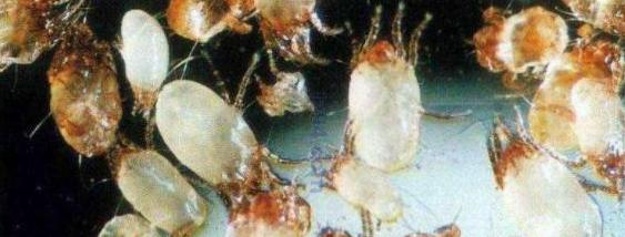 后背长痘的原因和改善方法,后背满背的痘是什么原因