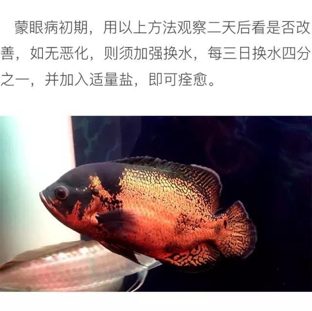 养地图鱼的正确方法,如何养好地图鱼