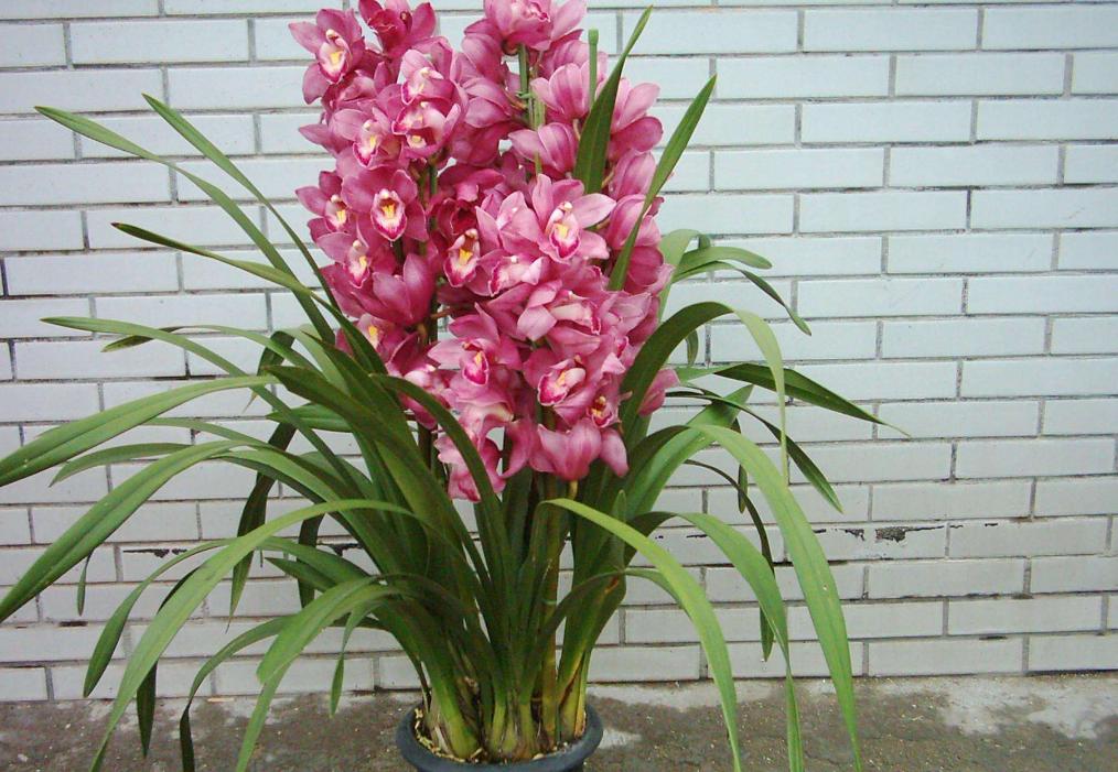 大蕙兰花开花后怎么养殖,蕙兰花年宵花怎么养好活