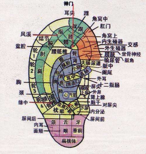 搓耳朵为什么可以补肾,搓耳朵强肾有道理吗