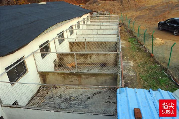 马鞍山流浪狗救助中心在哪里,曝光流浪狗救助真相