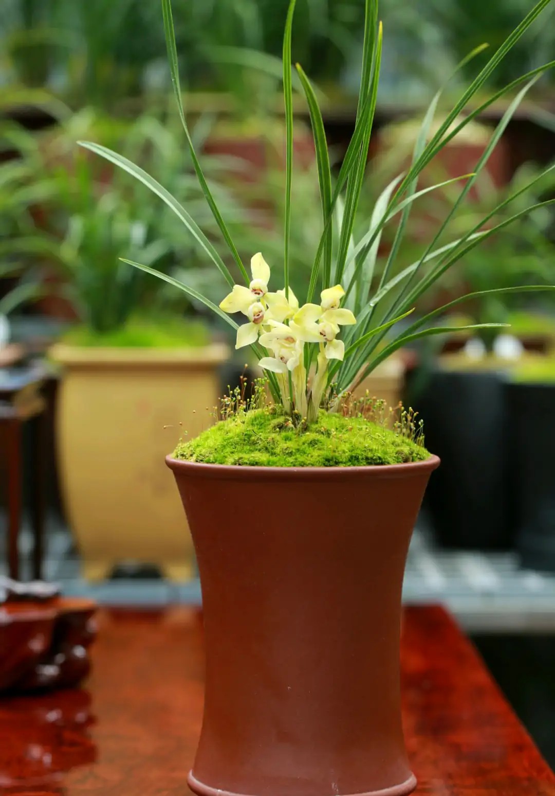 花盆里的小黑飞杀虫小妙招,花盆里小黑虫怎么消灭最彻底
