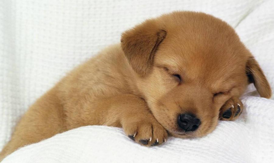 关于狗狗的错误说法,关于狗狗的问题的视频