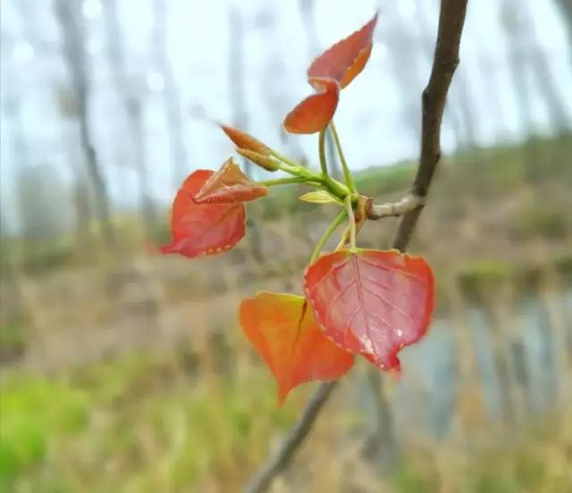 鎶楃柅鏃ヨ鏁ｆ枃,鎶楃柅鑳屽奖浣滄枃
