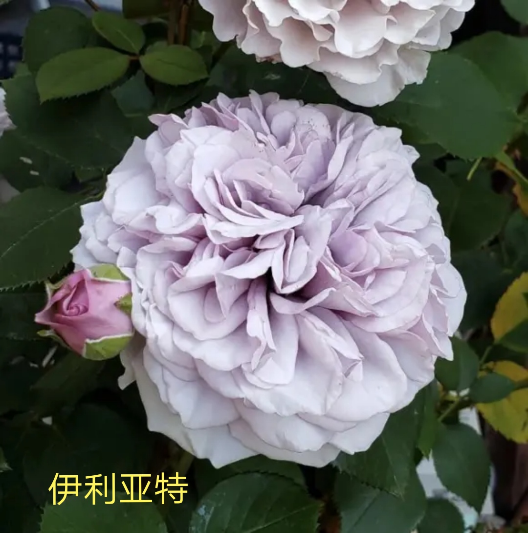 2020年木村卓功月季新品,木村卓功的月季都比较耐阴吗