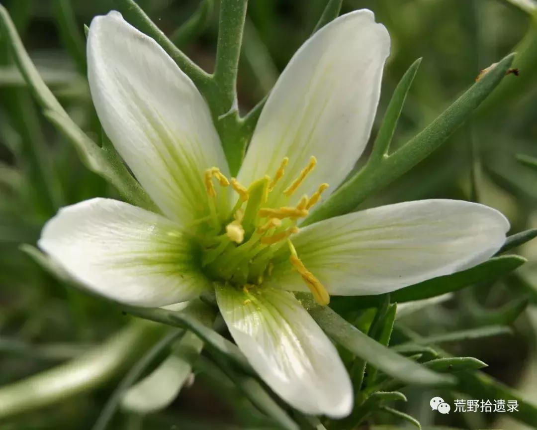 改变世界的植物：骆驼蓬PeganumharmalaL.