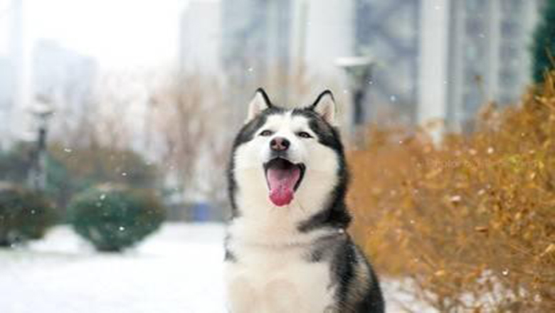 挑选哈士奇性格,挑选哈士奇幼犬技巧