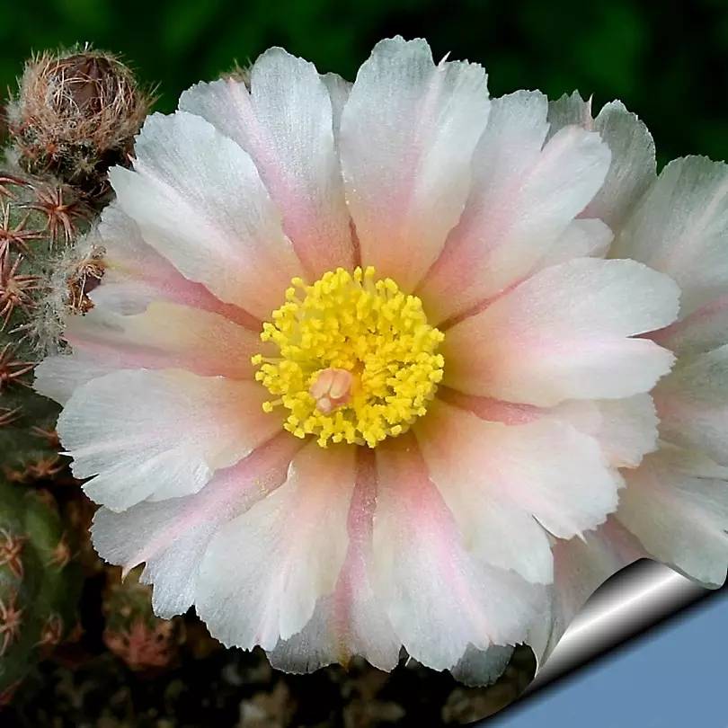 足球团扇图片,足球团扇学名