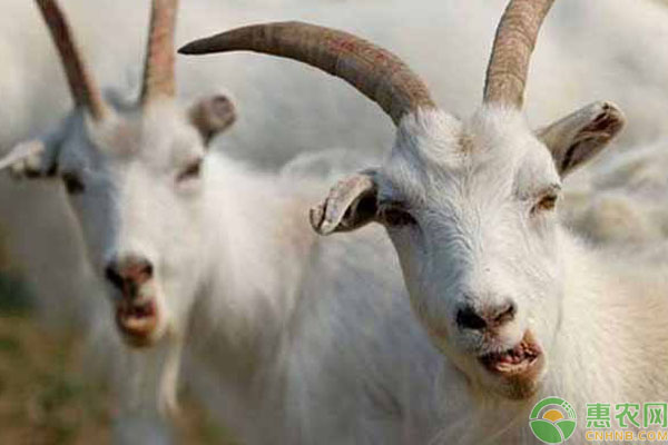 羊得口蹄疫好了后还会得病么,羊给人传染了口蹄疫能治好吗