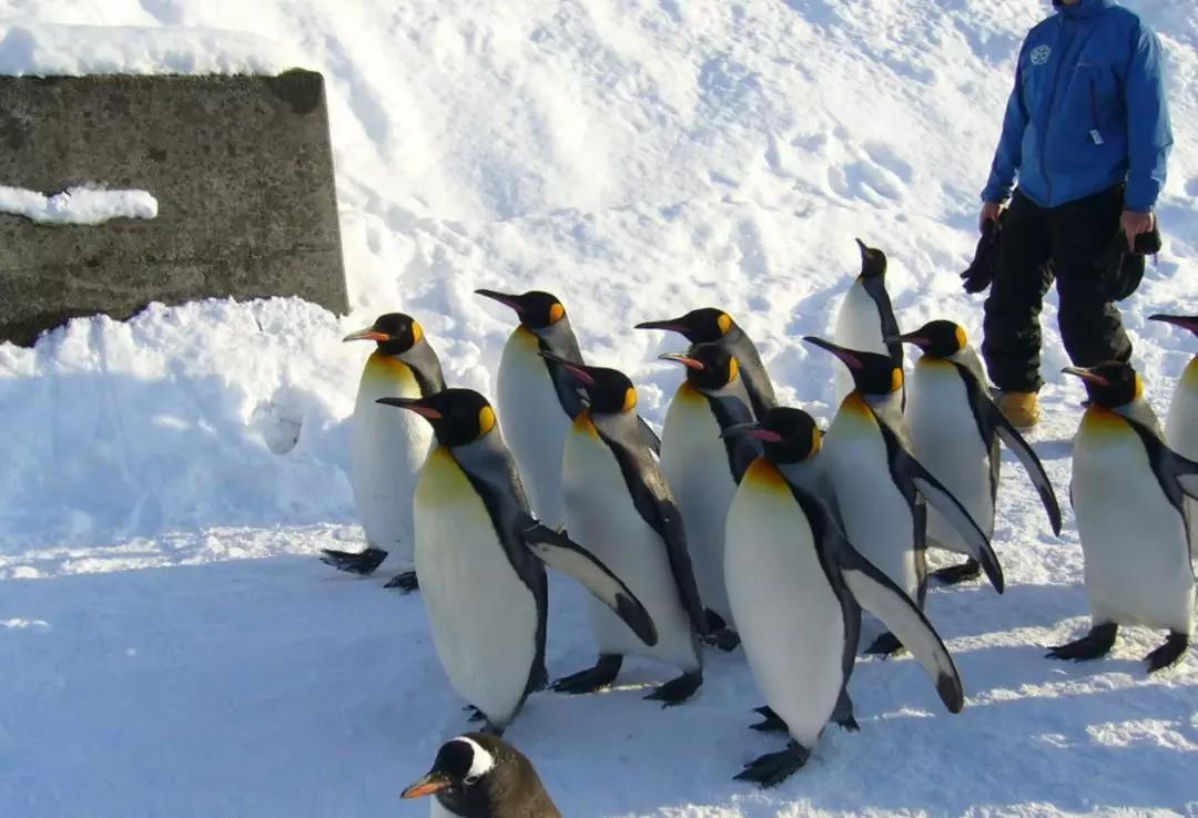 日本最好看的铁路,日本为什么热衷于东南亚铁路