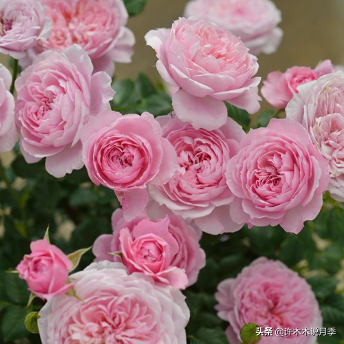 月季品种大全怎样养好月季,月季哪个品种好养一点