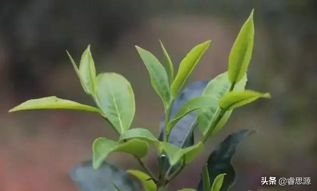 喝茶小礼仪，教你秒变品茶老手#茶生活#