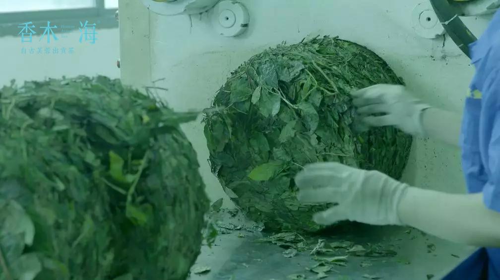 怎么鉴别铁观音茶叶的好坏,怎样挑选茶叶才是好茶