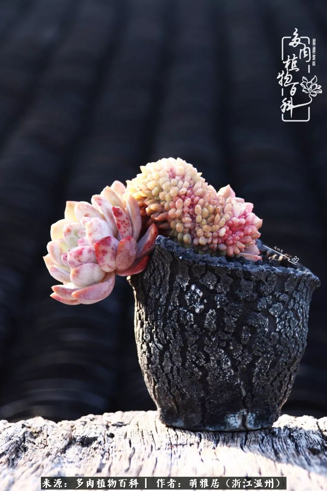 多肉最美的季节已来到,多肉最美的季节来临