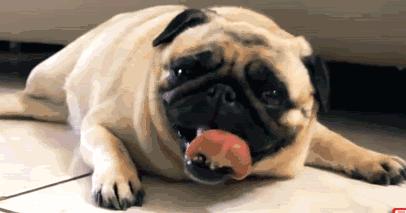 夏天狗子轻微中暑症状,狗子中暑降温措施