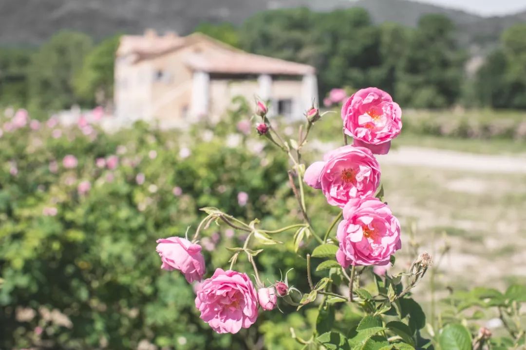 一篇文章带你了解法国香水