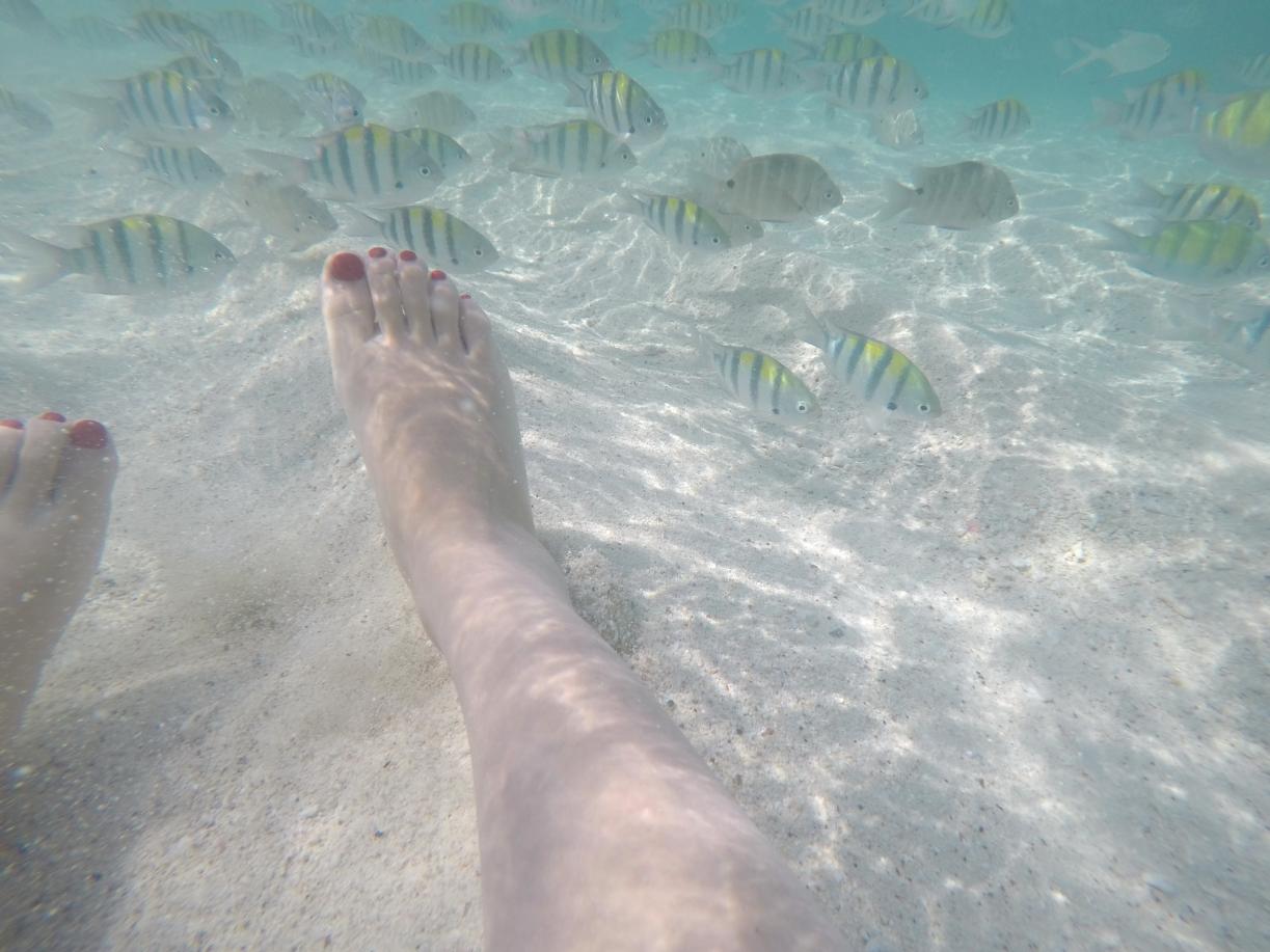 泰国普吉岛斯米兰岛旅游攻略,泰国旅游普吉岛的夏天皮皮岛浮潜