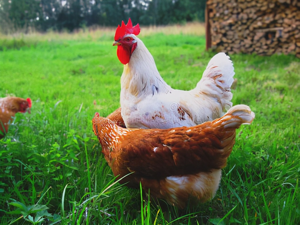 鸡拉稀红色绿色应吃什么药,鸡拉稀绿色粪便鸡冠发白