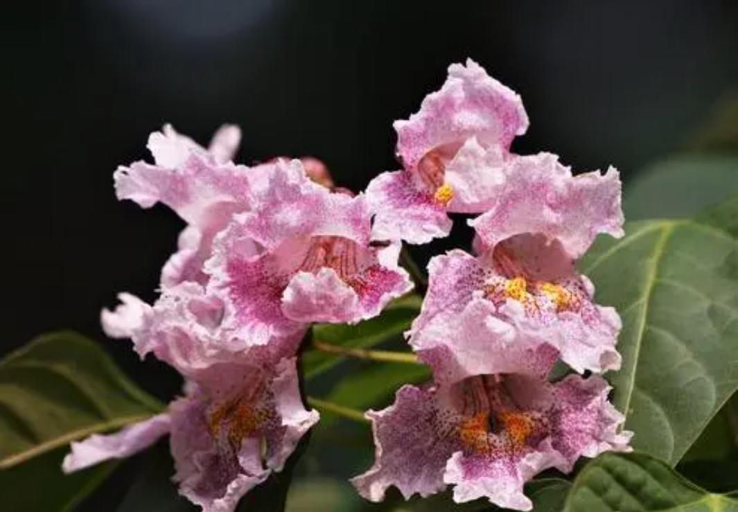 农村小伙想挣10万月薪误入传销组织，开窍后回村种楸树，活成啥样