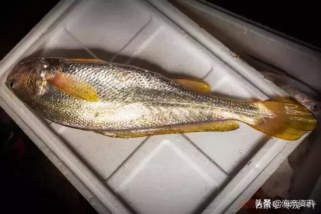 4.8斤大黄鱼售出2万多元是真的吗,温州8.7斤重野生大黄鱼卖了68800元