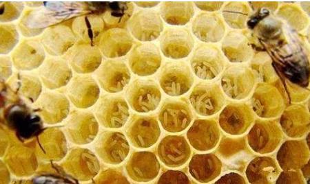 失王群有急造王台之后应怎么处理,失王群如何介入新蜂王台