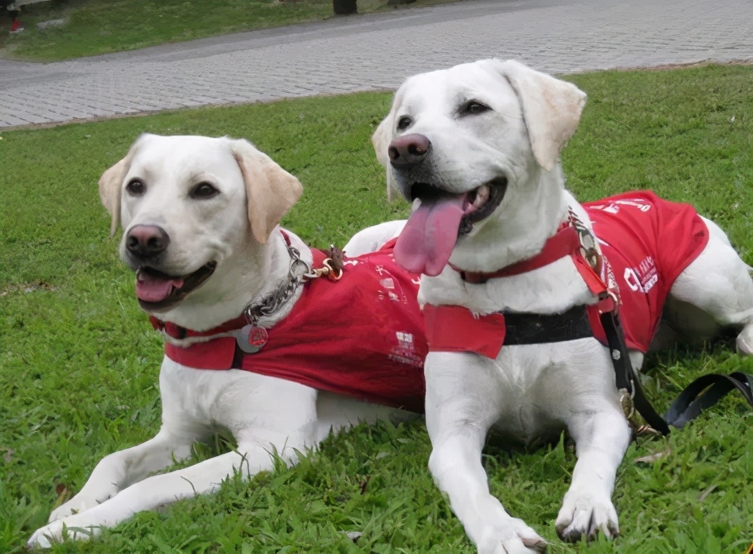 导盲犬被热议视频,导盲犬为什么被指责