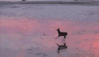 东北狍子为什么叫狍子,东北神兽狍子真的傻吗