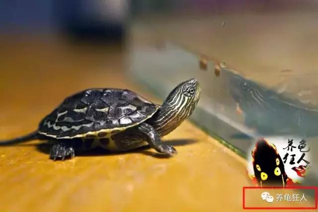 中华花龟和台湾花龟有什么区别,斑纹草龟和普通草龟的区别