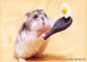 怎么教仓鼠改掉咬人的习惯,会咬人的仓鼠怎么才能跟它接近