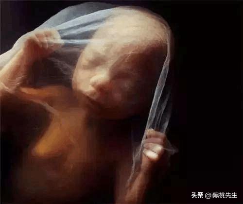 将光导管与内窥镜相机连接，向全世界展示了人类生命诞生的奥妙