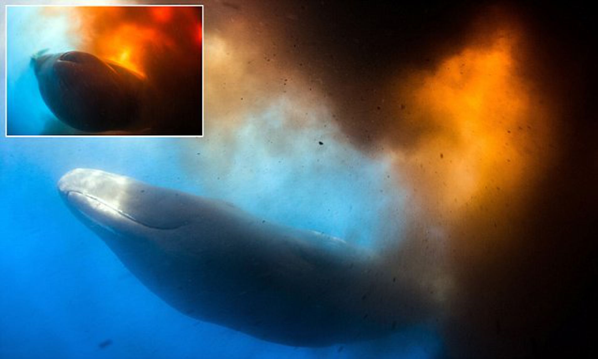 所有鲸的粪便都很值钱吗,诡异又神秘的鲸