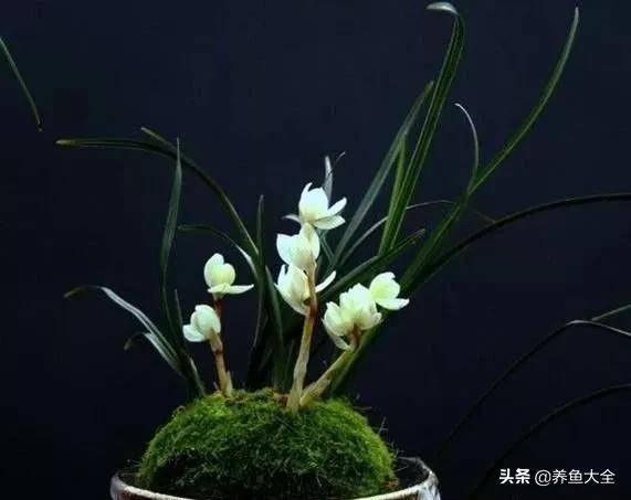 世界名贵花图片大全集,世界上最漂亮名贵的花卉