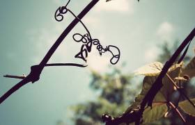 最流行的2024年短语,2020年最流行话语