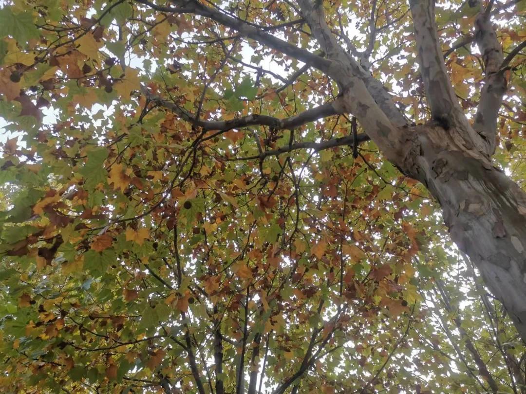 深秋的公园是什么样子的,南阳梅城公园梅花