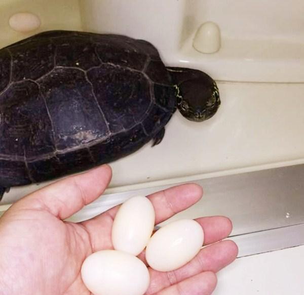 乌龟下鸡蛋,乌龟下了蛋要立马拿走吗