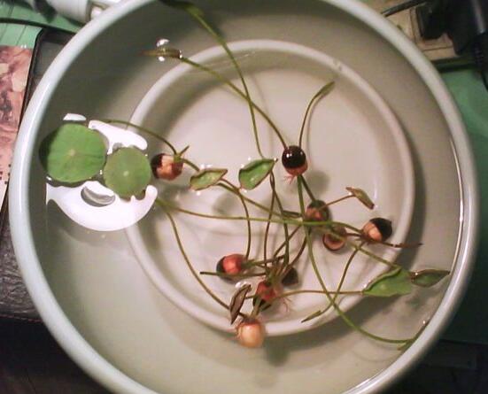 碗莲培育全过程视频,碗莲培育壮苗