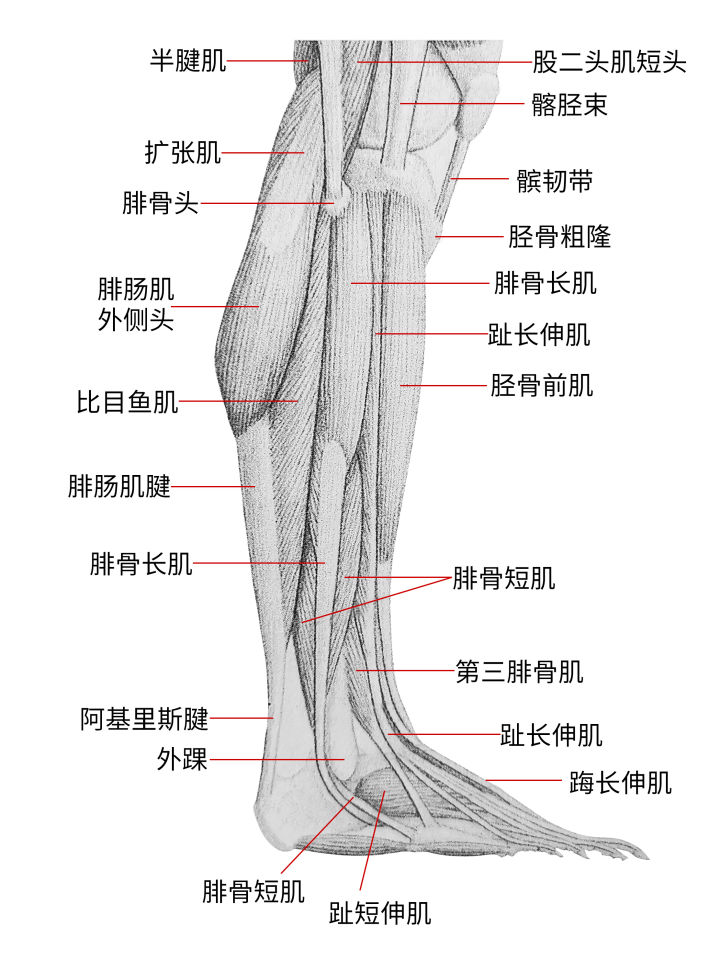 练习人体结构画法,人体腿结构画法