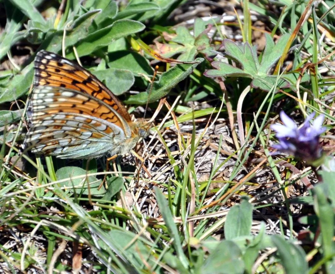 *疆新**的蝴蝶，惊世骇俗