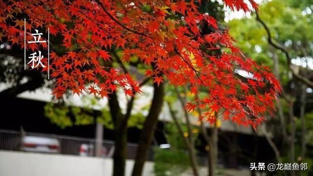 夏季锦鲤鱼池怎么预防疾病,怎样增强锦鲤的免疫能力