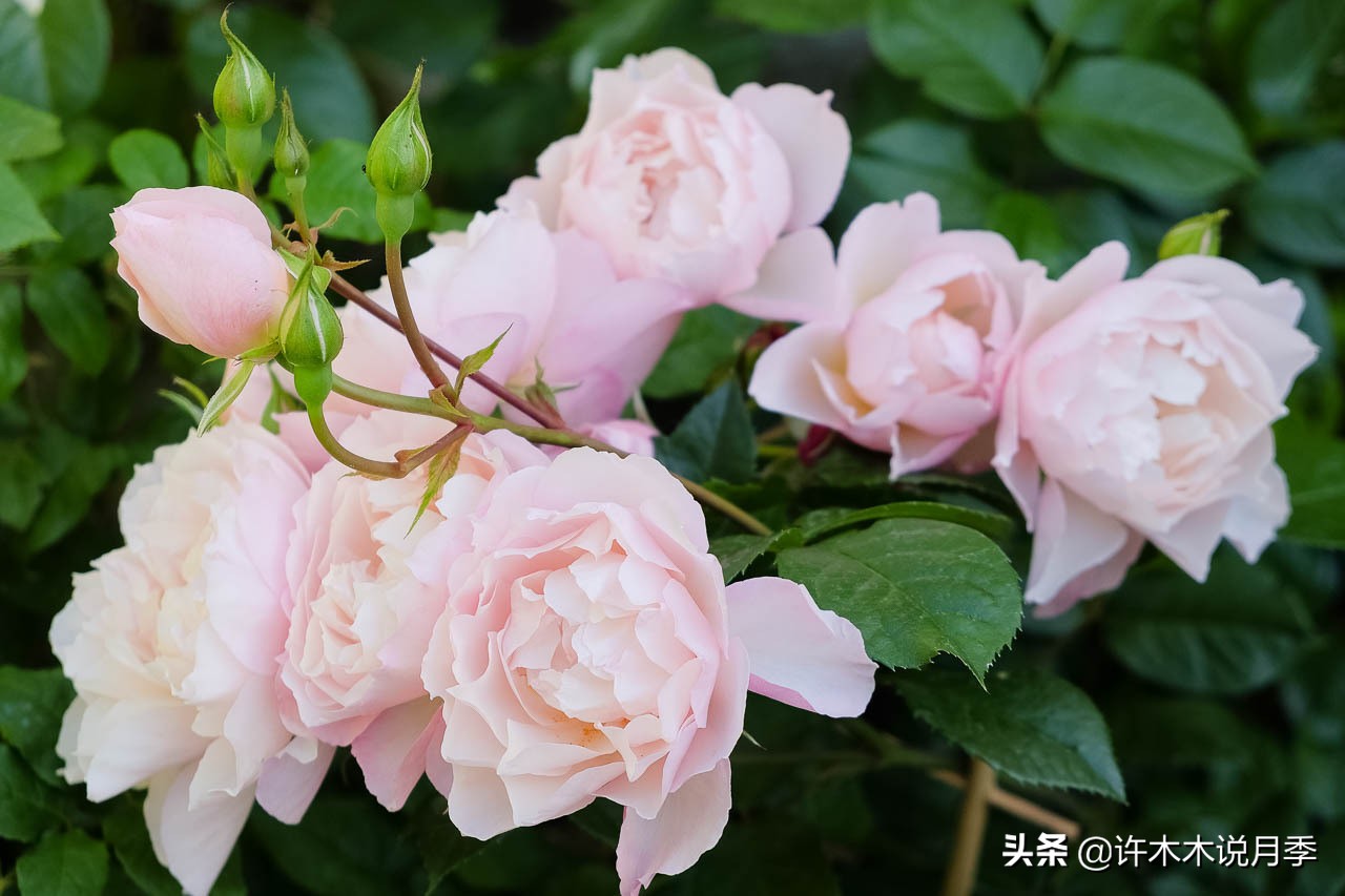 月季常见4种病,月季黑杆病怎么处理