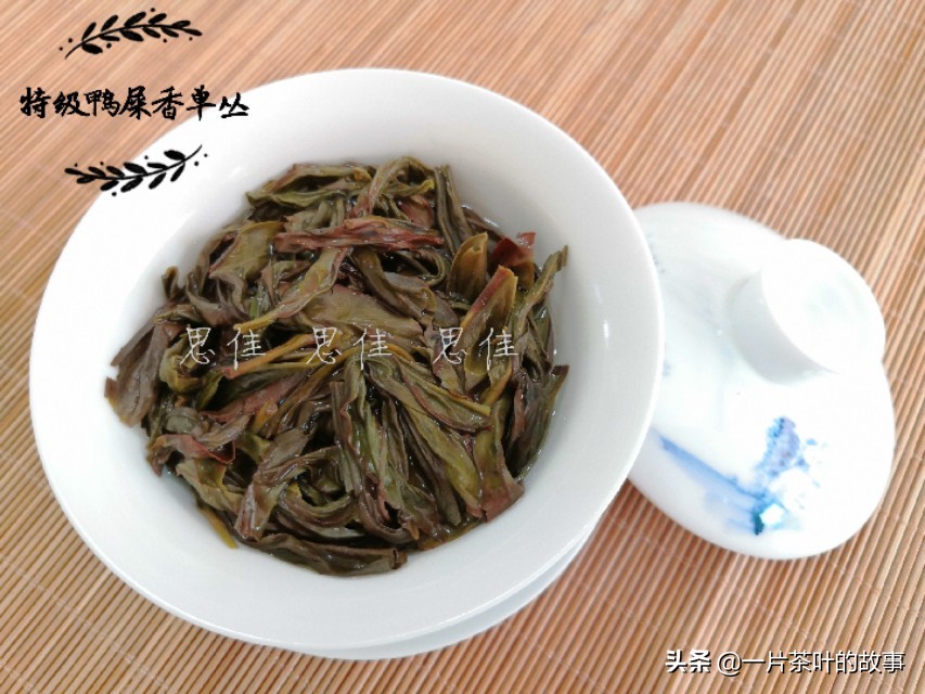 岭头单枞与凤凰单枞区别,大红袍和凤凰单枞的区别
