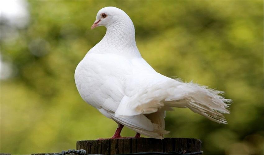 鸽子的养殖方法和注意事项和禁忌,鸽子的养殖技术与注意事项