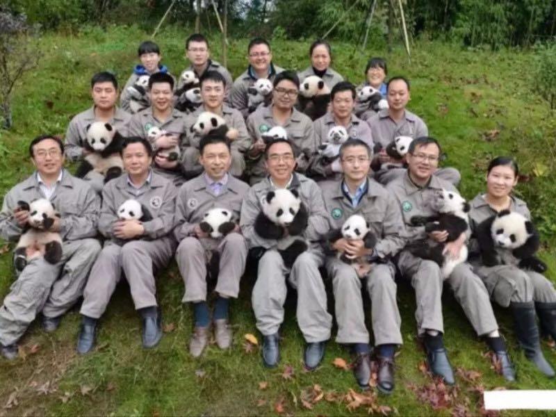 熊猫是不是可以以个人名义领养,在中国领养熊猫要什么条件