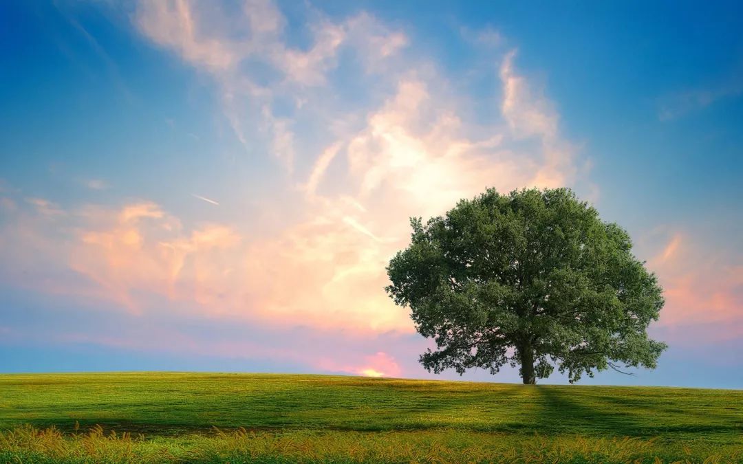 全聚德业绩,全聚德19年营收