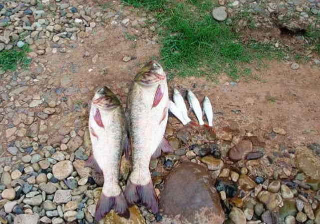手竿钓大头鱼的最佳方法,手竿钓大头鱼的鱼饵料什么最好