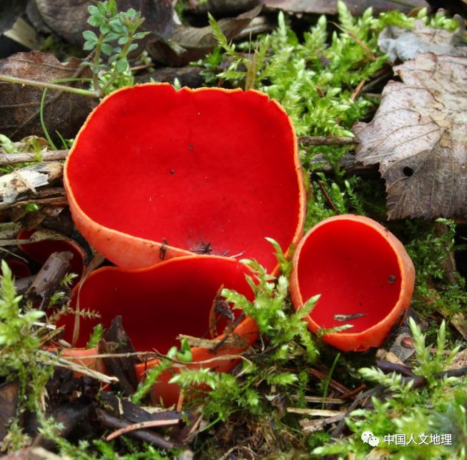 摄影彩色蘑菇,摄影师拍摄迷你蘑菇