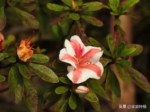 南方植物杜鹃,最容易养的植物杜鹃